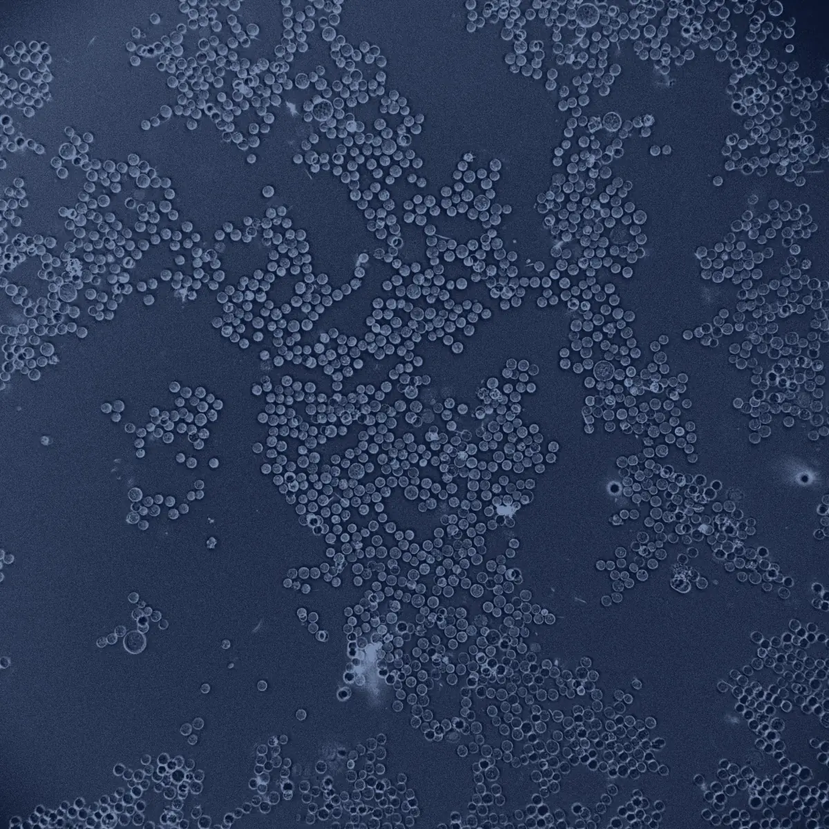 Density 06 raw cell microscopy field