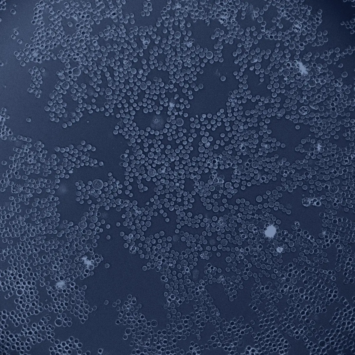 Density 07 raw cell microscopy field